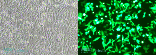 1732867235993874.png image.png