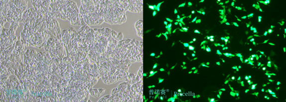 1732868399448943.png image.png