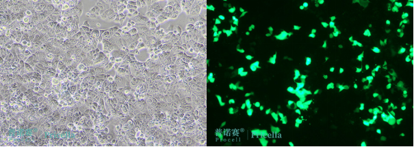 1735177532902145.png image.png