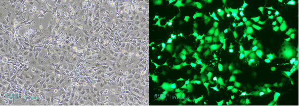 1735178929768951.png image.png