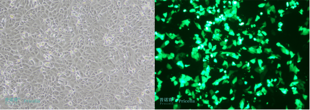 1735180155557427.png image.png