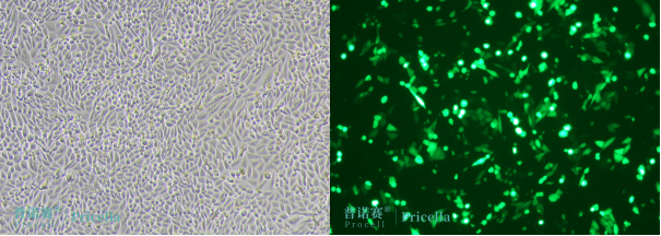 1737698452260008.png image.png